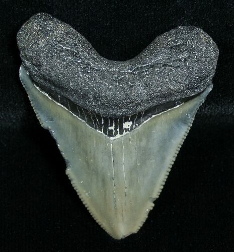 Bargain Megalodon Tooth - Peace River, FL #6371
